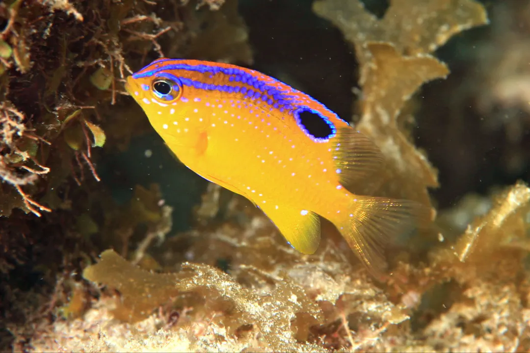 Longfin Damselfish (juvenile) (Stegastes diencaeus)