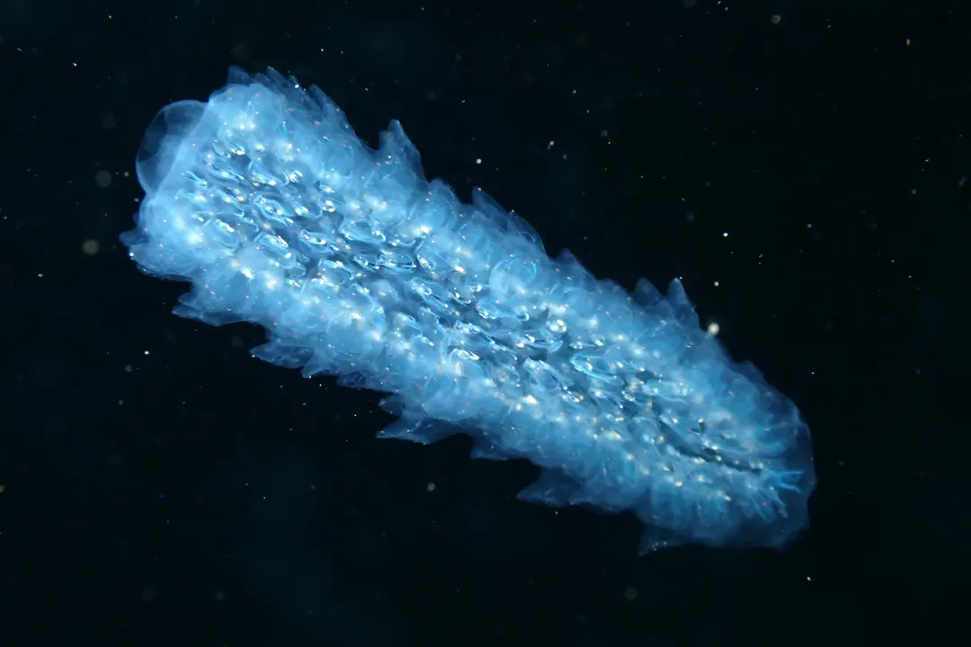 Pyrosoma atlanticum