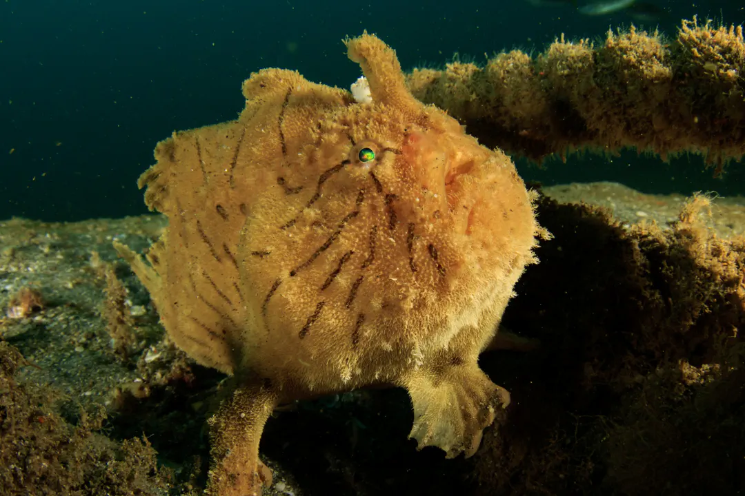 Shaggy Frogfish (Antennarius hispidus)