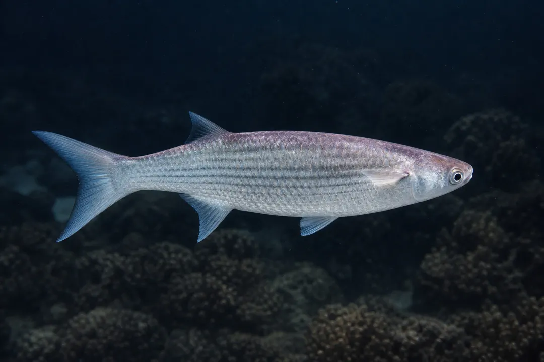 Bluetail Mullet