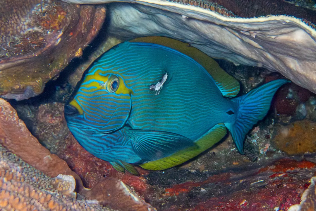 Yellowmask Surgeonfish (Acanthurus mata)