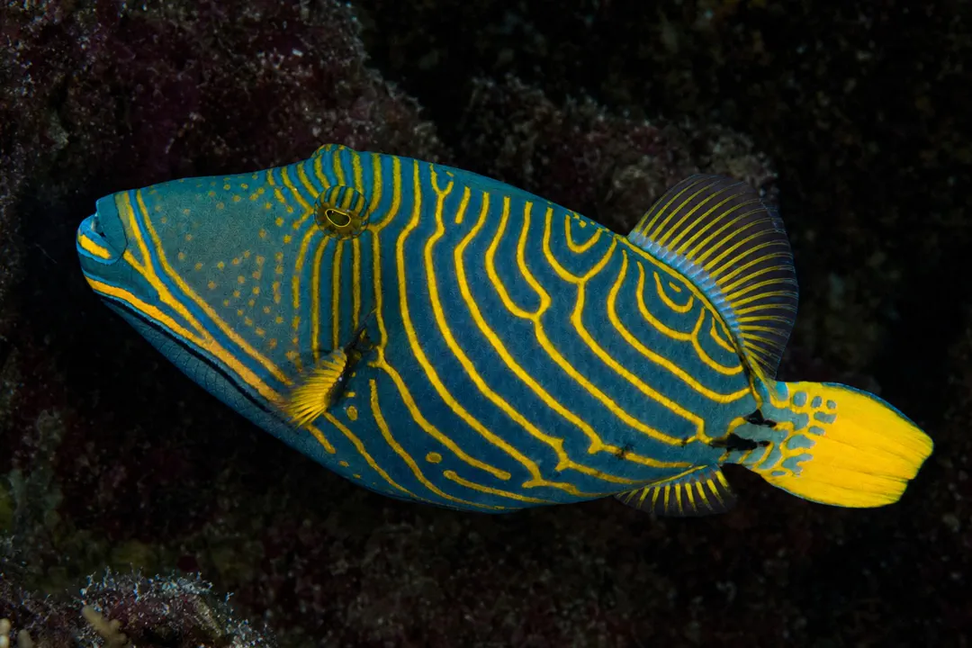 Orange-lined Triggerfish (yellow) (Balistapus undulatus)
