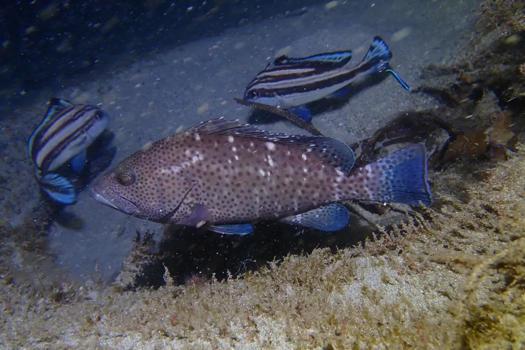 Rankin Cod (Epinephelus multinotatus)