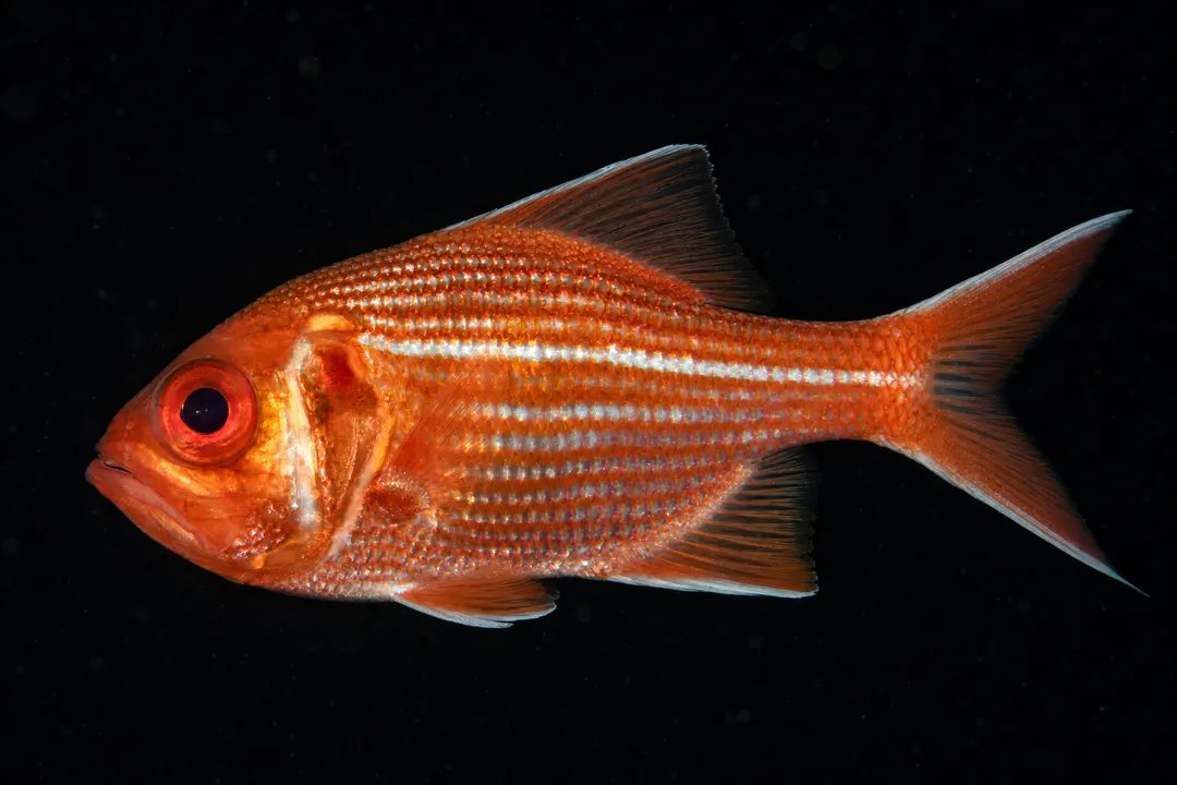 Bight Redfish (Centroberyx gerrardi)