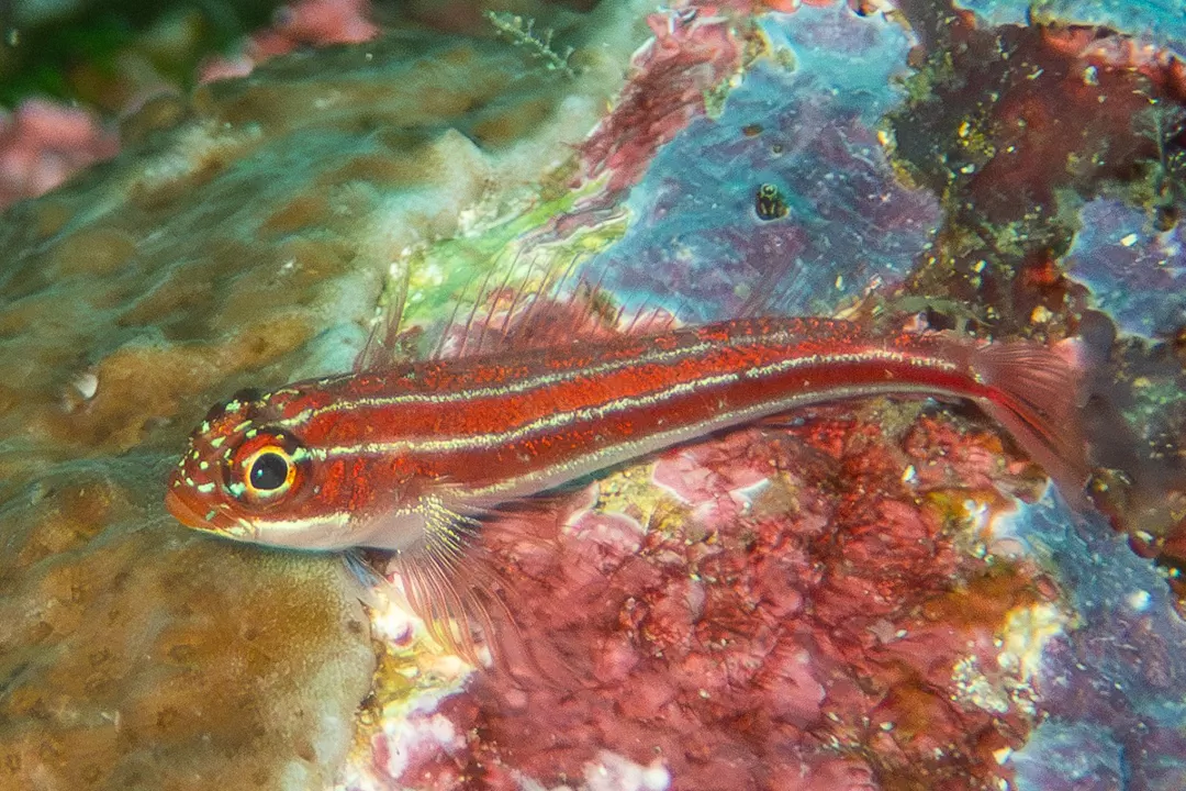 Tropical Striped Triplefin