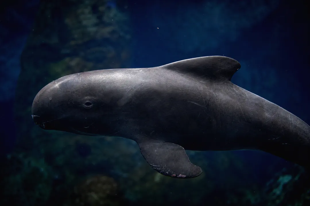 Pygmy Killer Whale