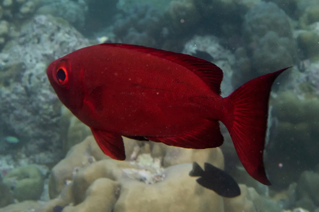 Crescent-tail Bigeye