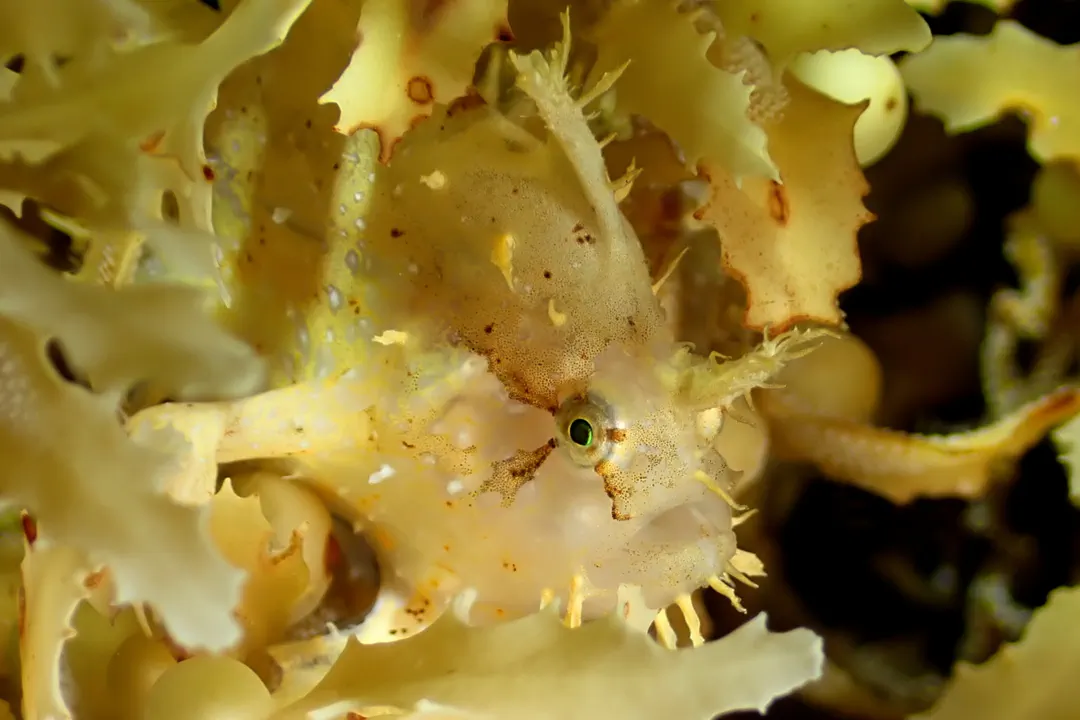 Sargassum Fish