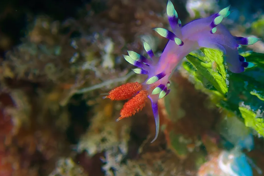 Desirable Flabellina