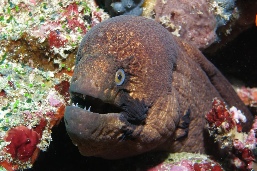 Masked Moray (Gymnothorax breedeni)