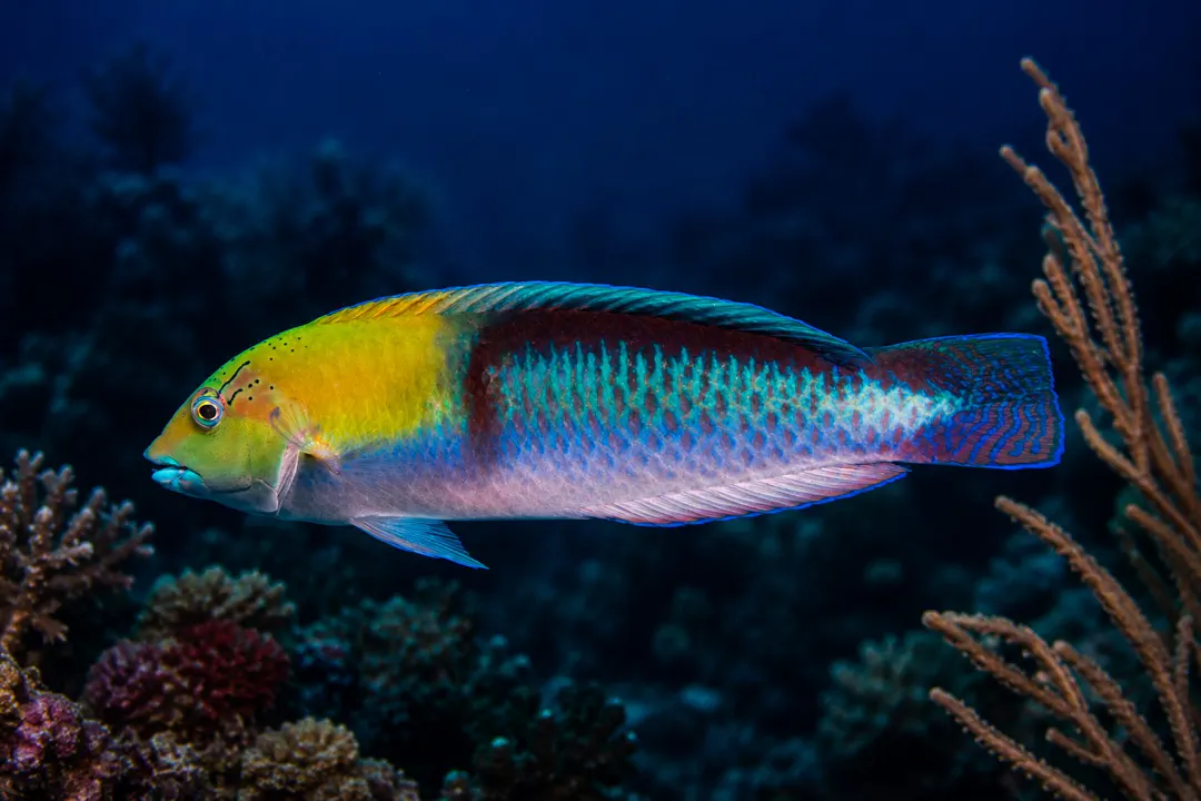 Yellowhead Wrasse (Halichoeres garnoti)