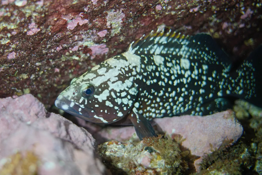 Dusky Grouper (Epinephelus marginatus)