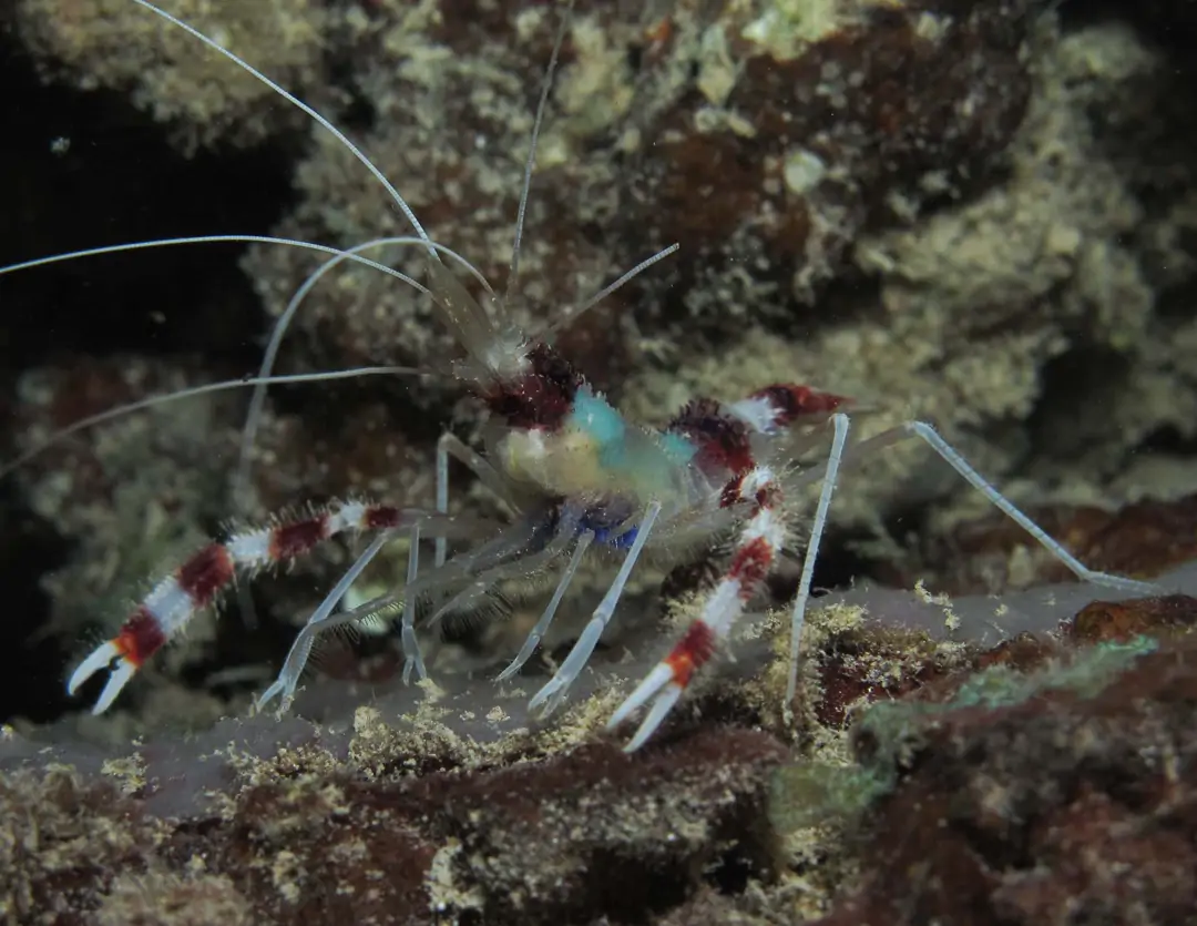 Seabook: Banded Coral Shrimp