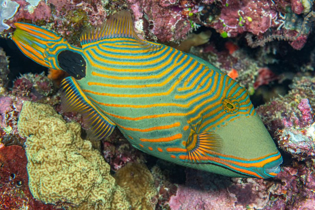 Orange-lined Triggerfish (Balistapus undulatus)