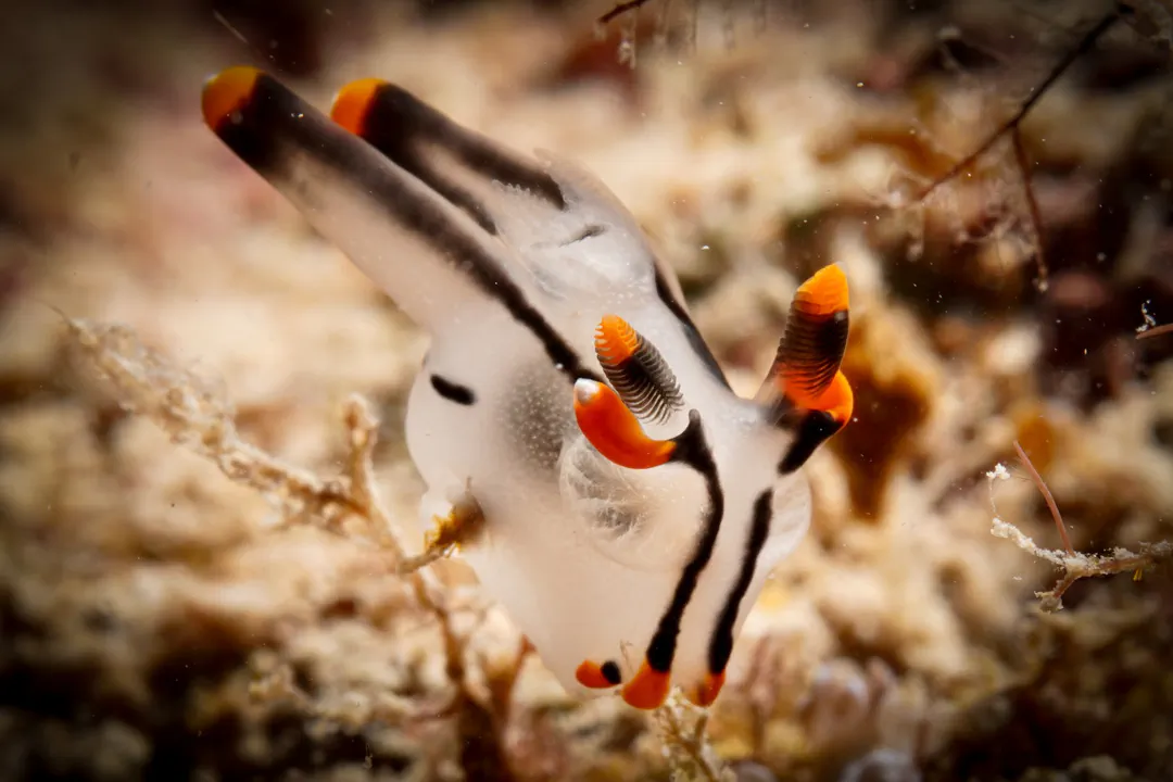 Painted Thecacera (Thecacera picta)