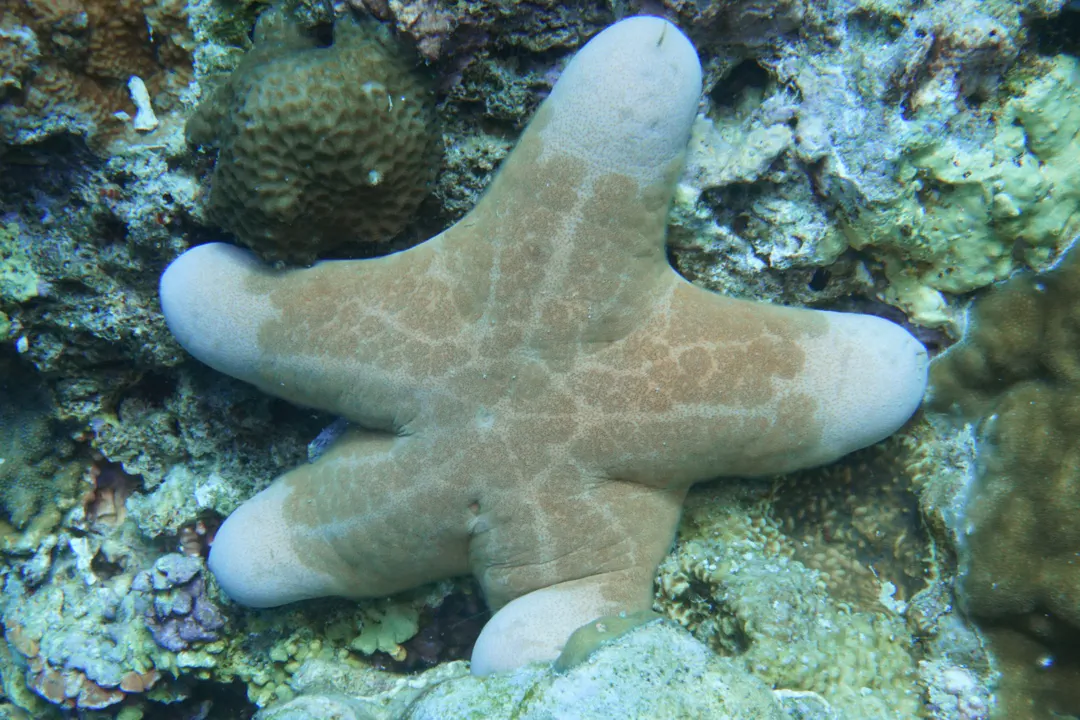Granulated Sea Star (Choriaster granulatus)