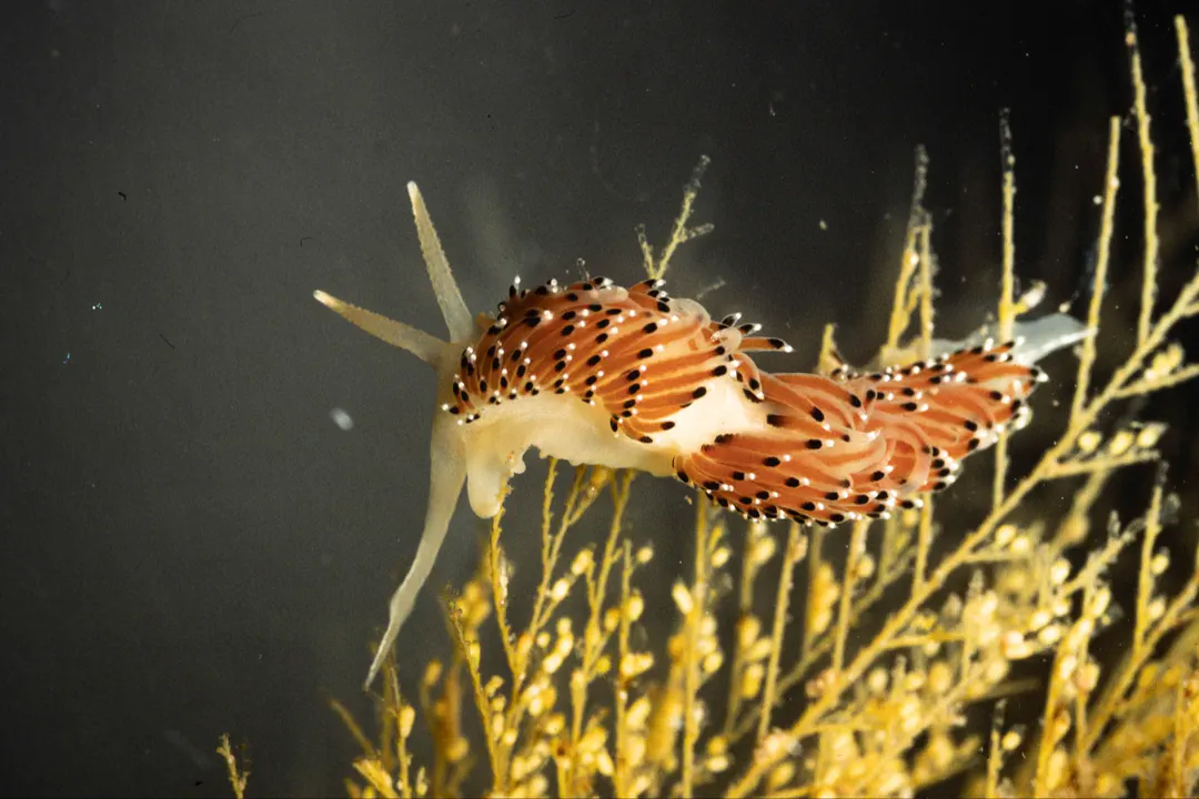 Salt-and-pepper Nudibranch