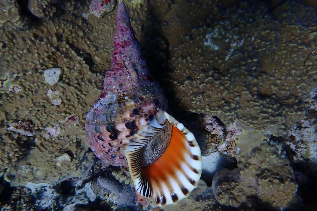 Triton's Trumpet