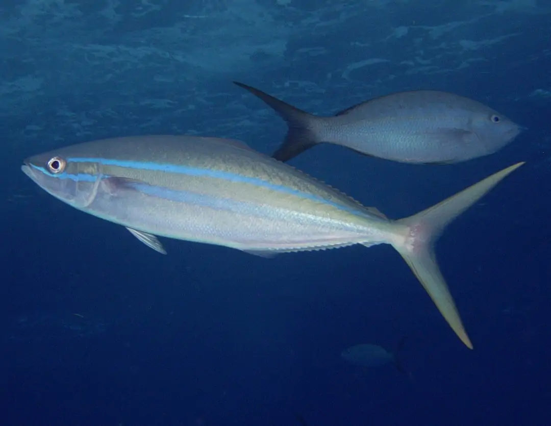 Seabook: Rainbow Runner