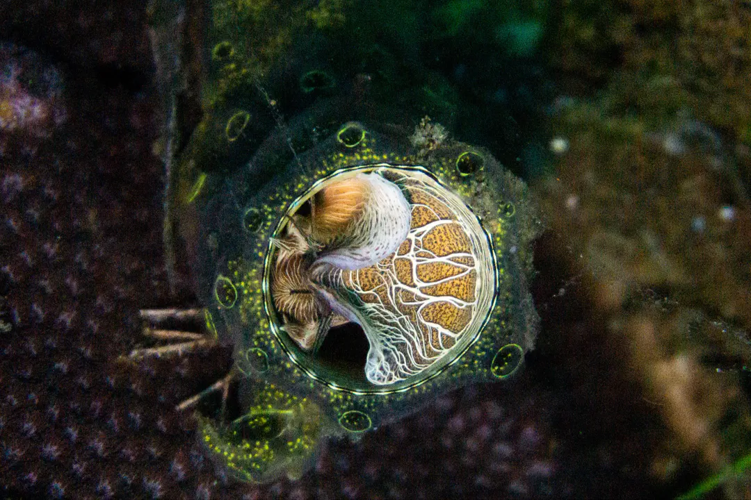 Grand Coral Worm Snail (Thylacodes grandis)