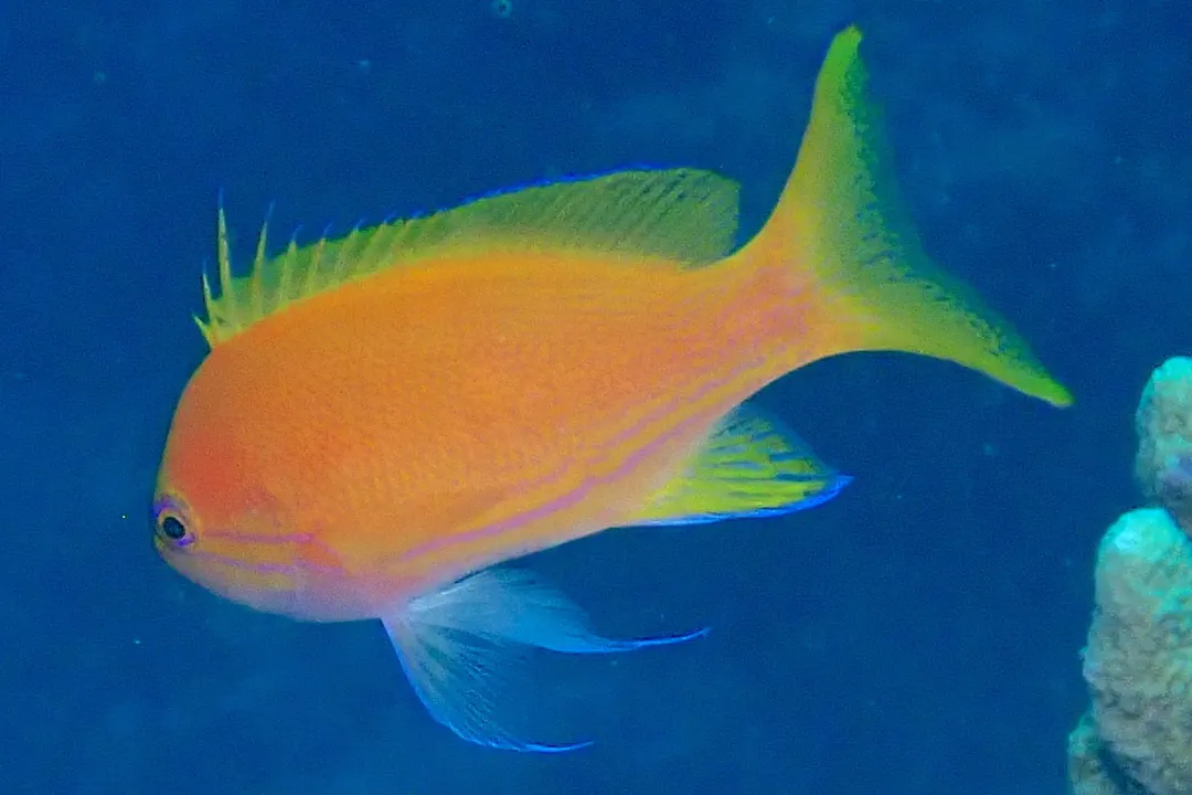 Squarespot Anthias (female) (Pseudanthias pleurotaenia)