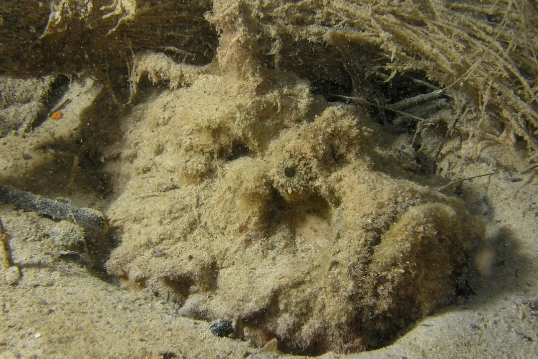 Estuarine Stonefish (Synanceia horrida)