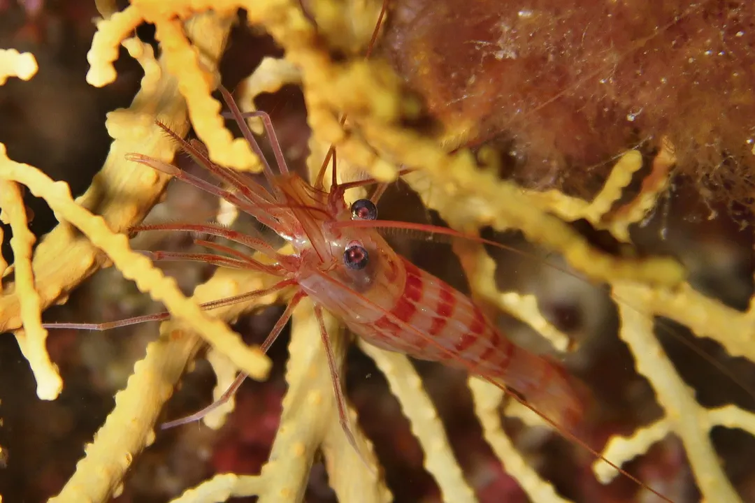 Monaco Shrimp