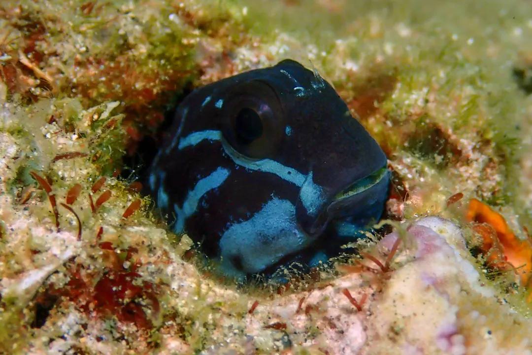 Namiye's coralblenny (Ecsenius namiyei)