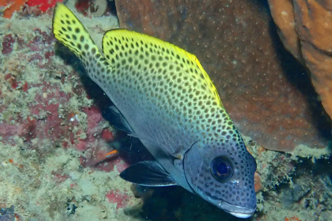 Blackfin Sweetlips