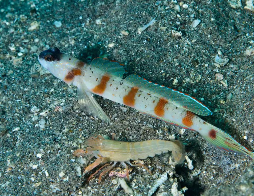 Seabook: Steinitz's Shrimpgoby