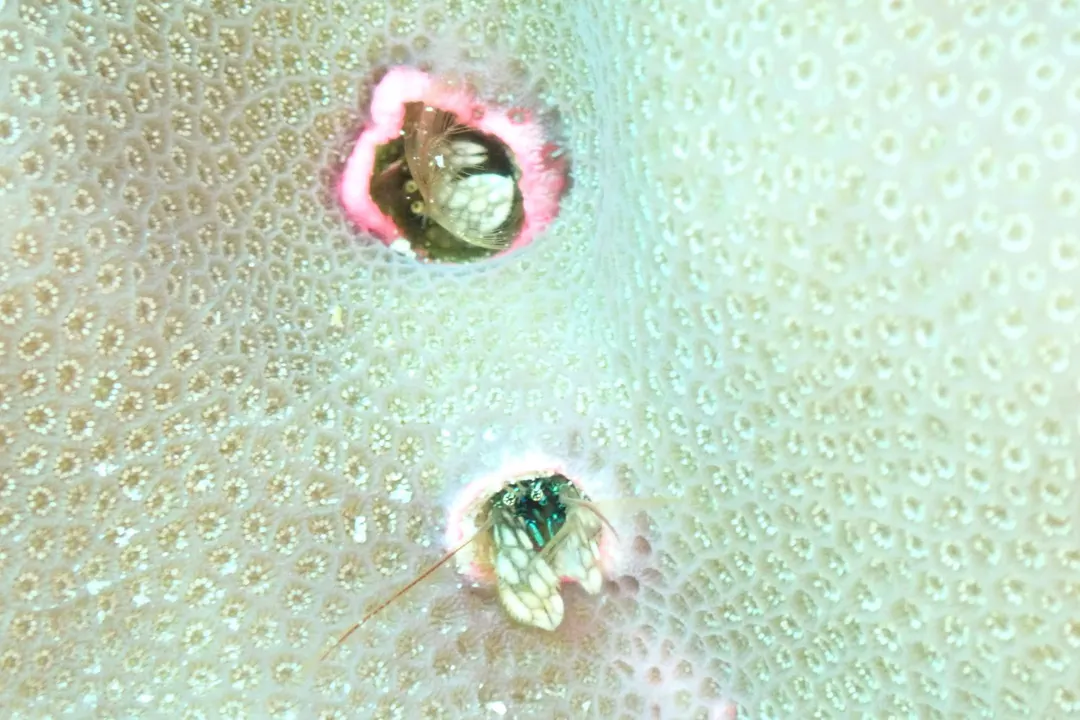 Coral Hermit Crab (Paguritta harmsi)