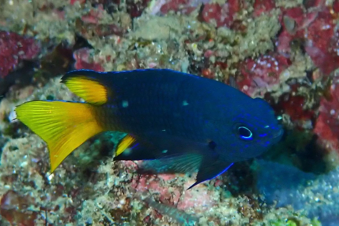 Philippine Damsel (Pomacentrus philippinus)