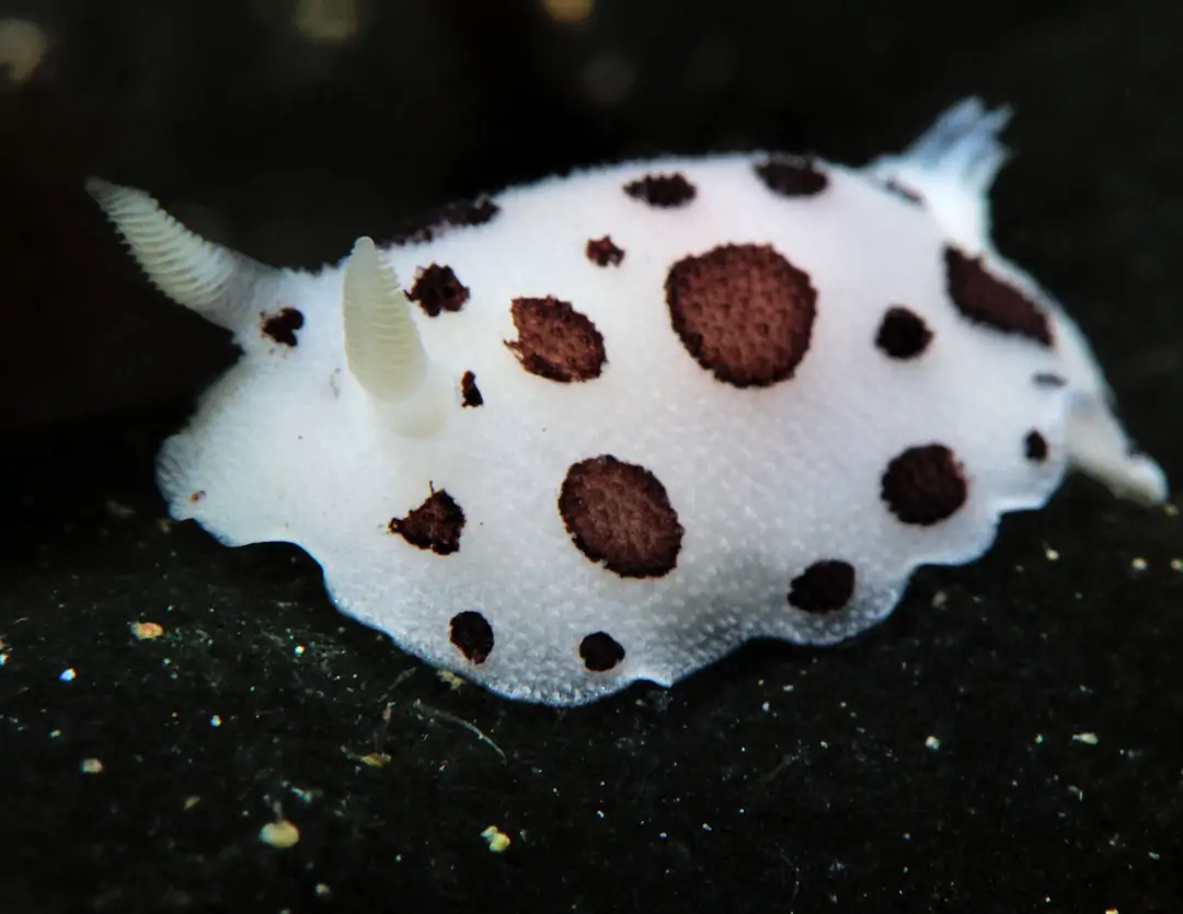 Seabook: Leopard Sea Slug