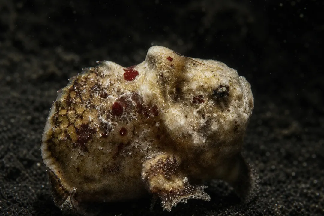 Tuberculate Anglerfish (Antennatus tuberosus)