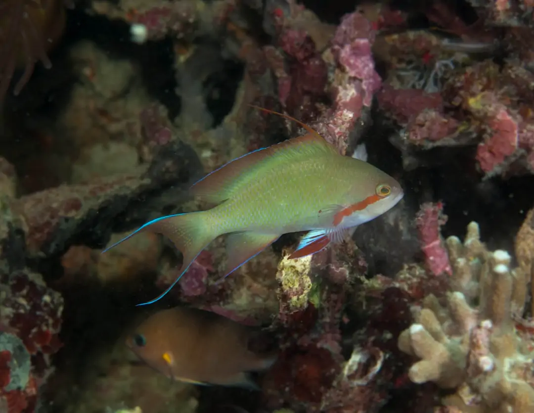 Seabook: Threadfin Anthias (male)