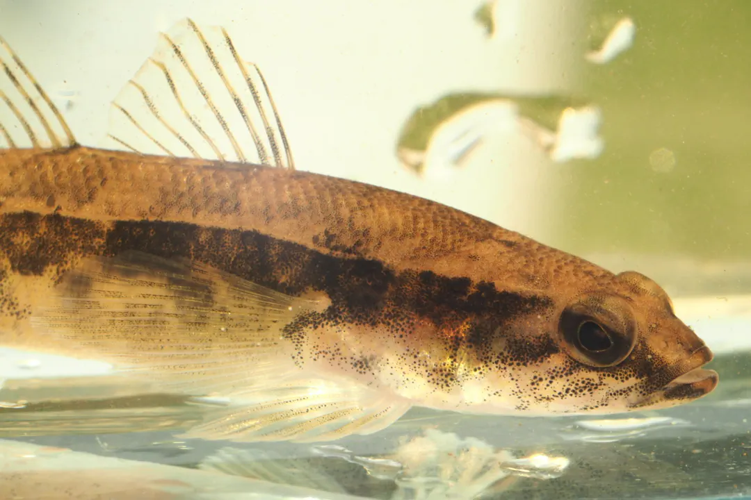 Congolli (Pseudaphritis urvillii)