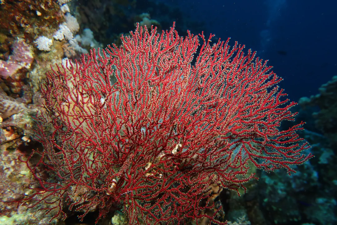 Melithaea sp
