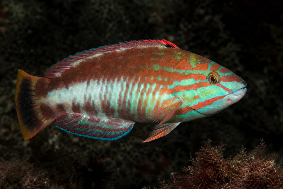 Gunther's Wrasse (Pseudolabrus guentheri)
