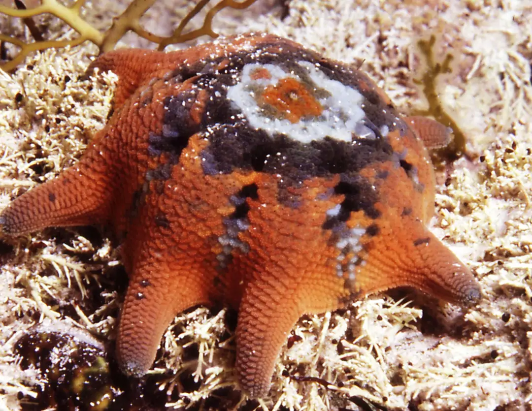 Carpet Sea Star (Meridiastra calcar)