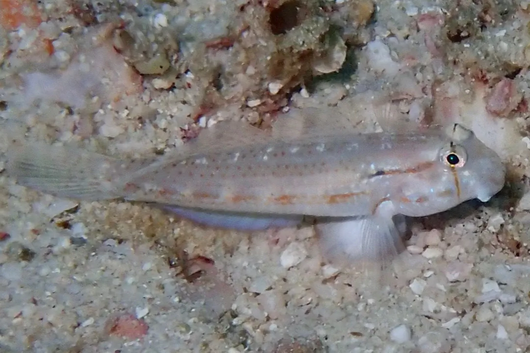 Shoulderspot Goby