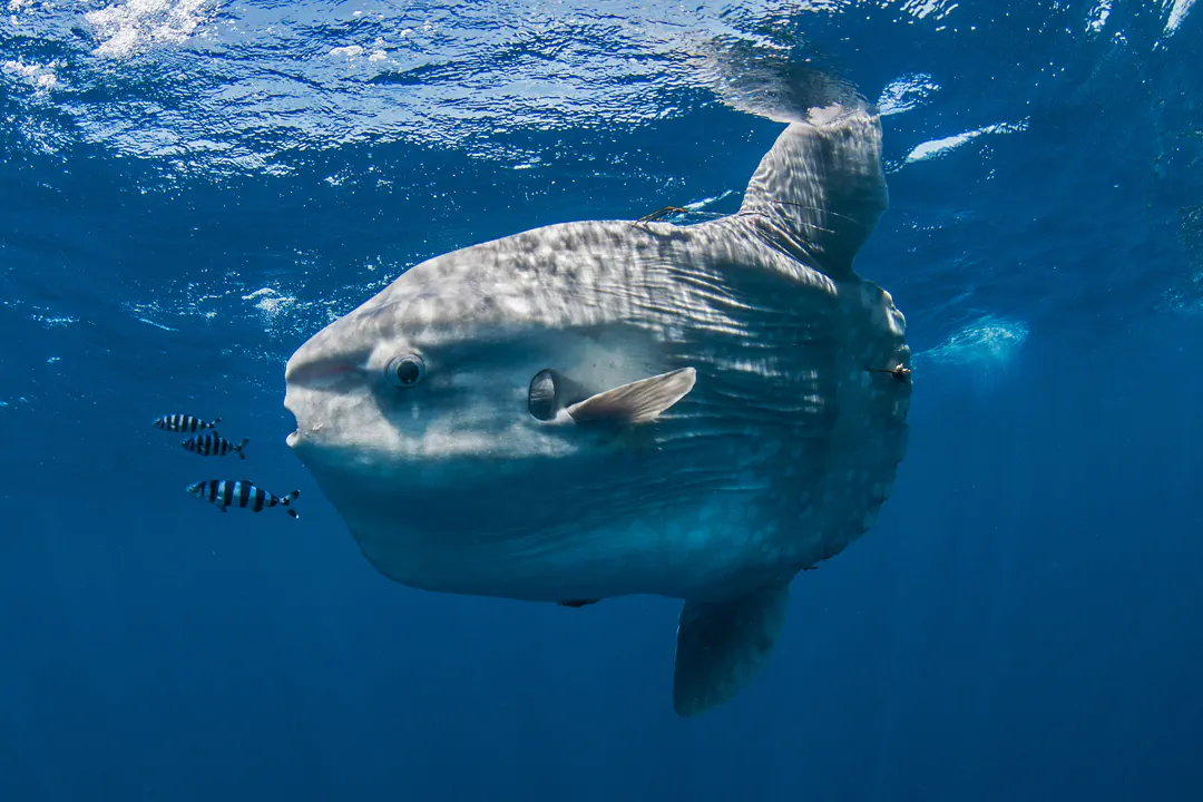 Short Sunfish (Mola ramsayi)