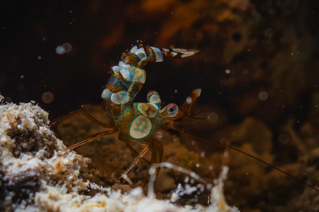 Squat Anemone Shrimp (Thor amboinensis)
