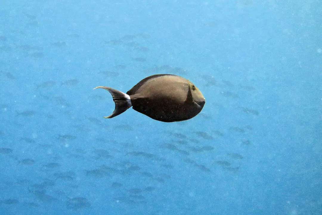Black Surgeonfish
