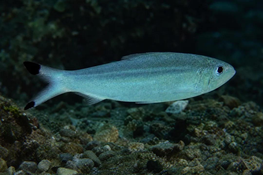 Blacktip Sardinella