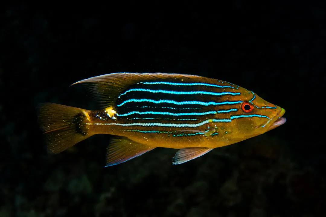 Chinaman Fish