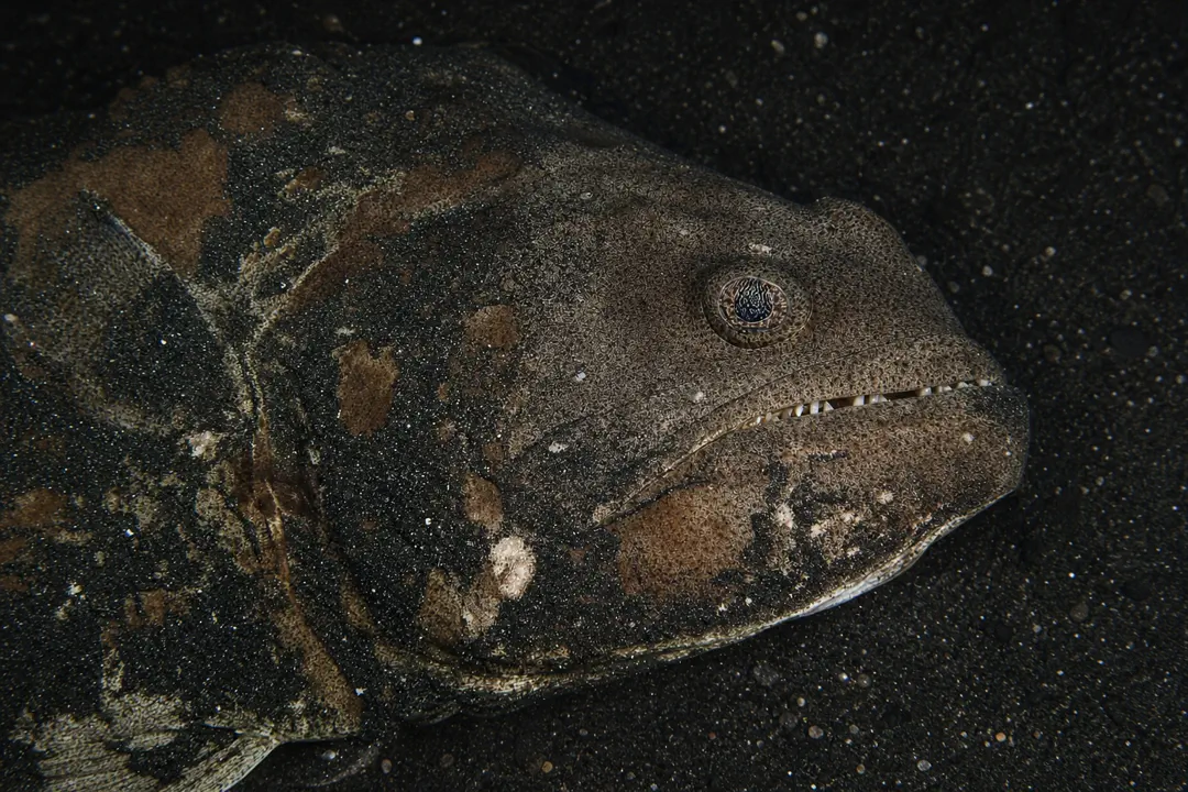 Indian Halibut (Psettodes erumei)