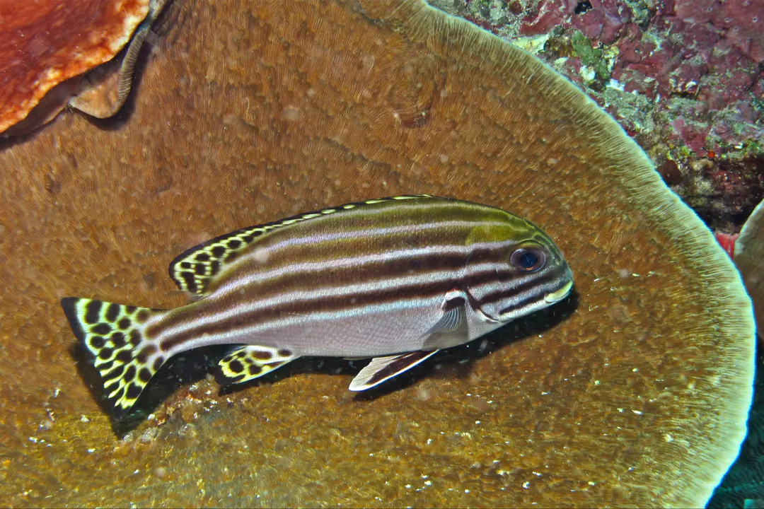 Striped Sweetlips (Plectorhinchus lessonii)