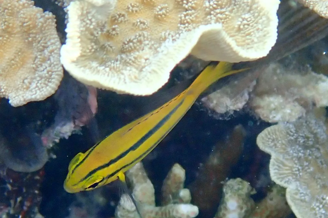 Indo-Pacific Yellowtail Damsel (juvenile) (Neoglyphidodon nigroris)