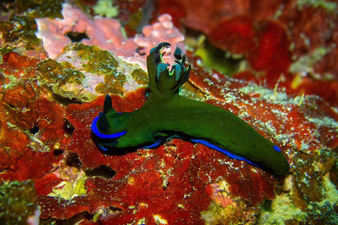 Gloomy Nudibranch