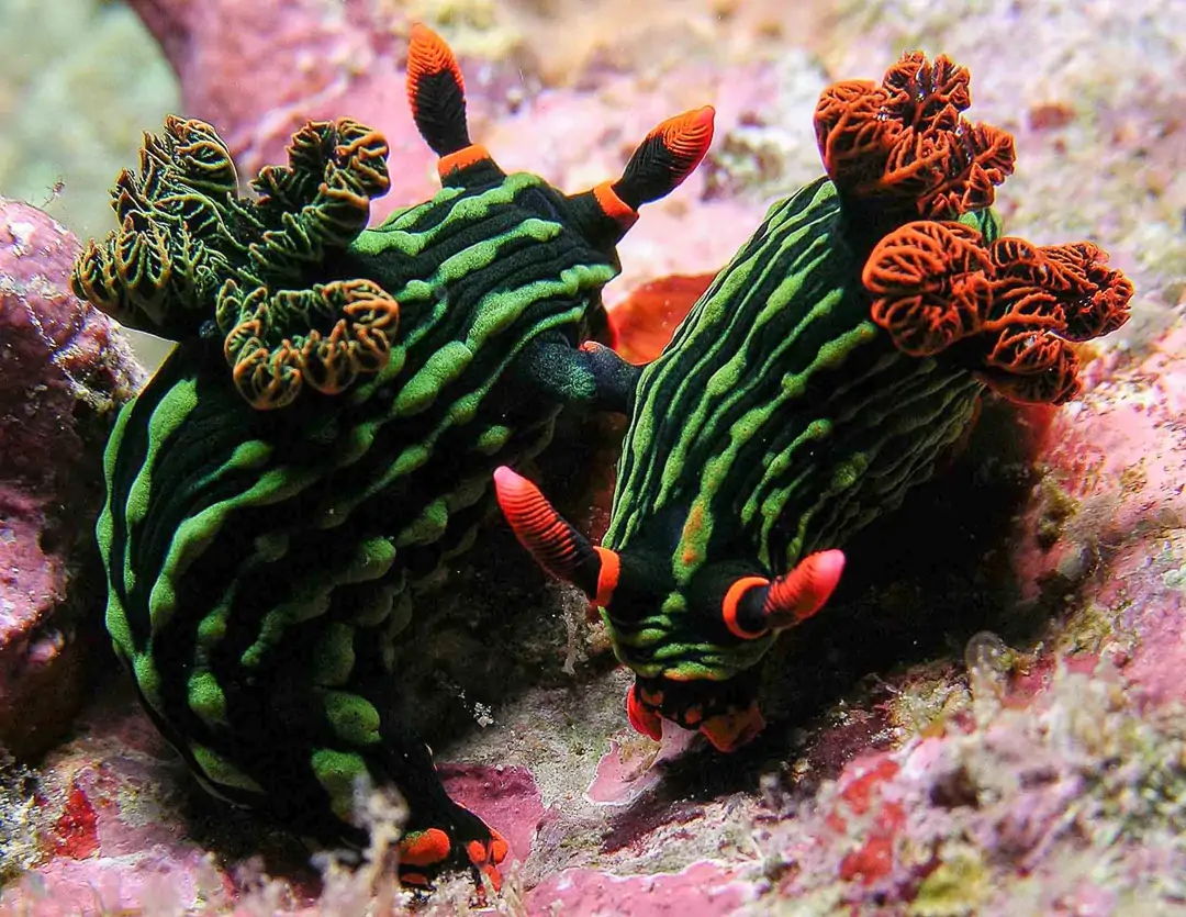 Seabook: Dusky Nembrotha